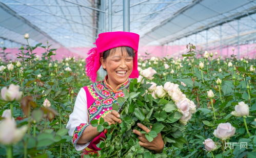 晉寧花卉產(chǎn)業(yè)與豆類種植 雙輪驅(qū)動(dòng)下的核心競(jìng)爭(zhēng)力提升