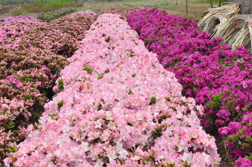 浙江金牛獎(jiǎng)評(píng)選揭曉，杜鵑花王方永根為婺城蔬菜種植代言